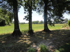 Bouw je eigen (vakantie)huis of ontwikkel een villawijk in Les Forges, Frankrijk!